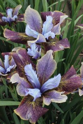 Iris - sibirica PEACOCK BUTTERFLY Black Jocker